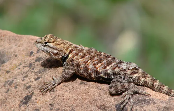 Picture nature, stone, lizard, Varan, Triton