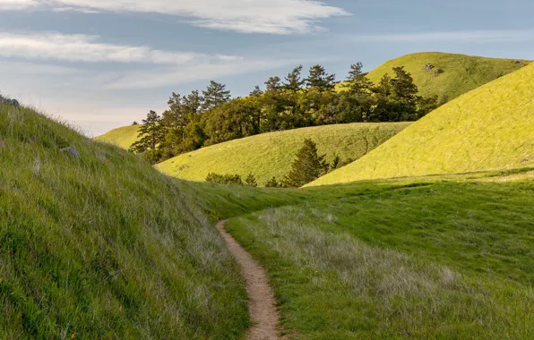 Picture road, summer, nature
