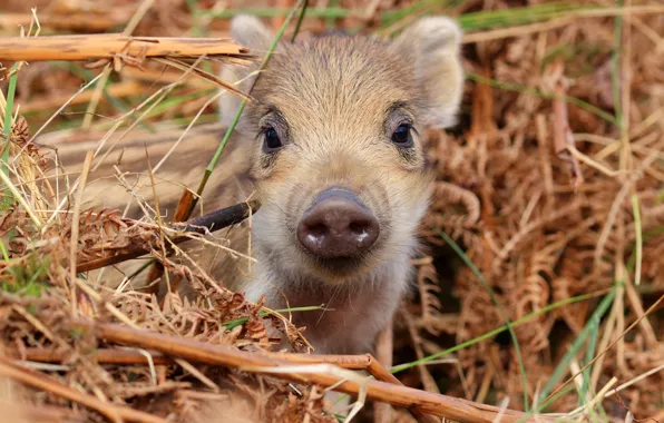 Look, face, baby, hay, straw, boar, cub, hog