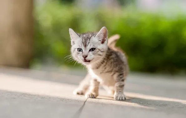 Picture cat, look, light, pose, baby, kitty, the sidewalk, bokeh