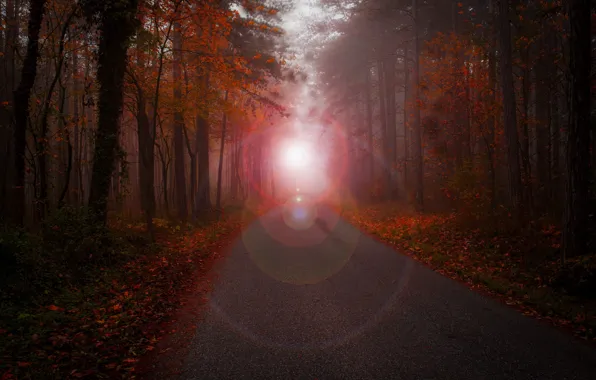 Picture road, autumn, forest, light