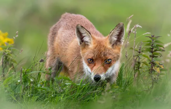 Picture greens, grass, look, face, pose, portrait, Fox