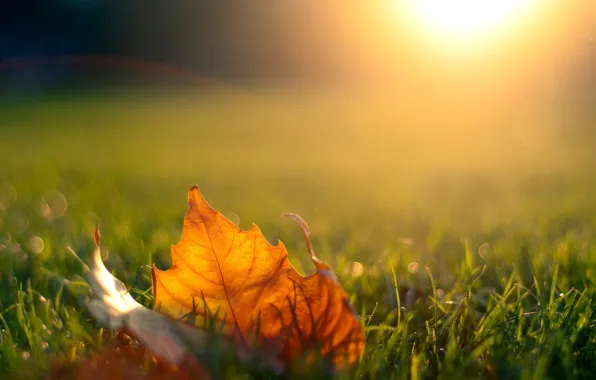 Autumn, grass, the sun, light, sunset, nature, sheet, the evening