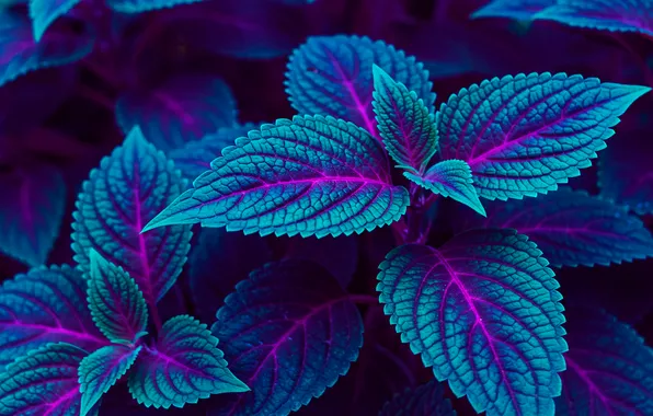 Leaves, macro, background, Wallpaper, wallpaper, background, leaves, macro