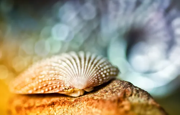 Picture macro, glare, shell, bokeh
