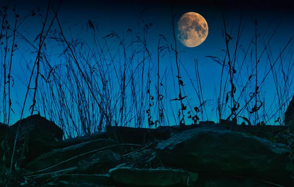 The sky, grass, night, blue, stones, stems, the moon, twilight
