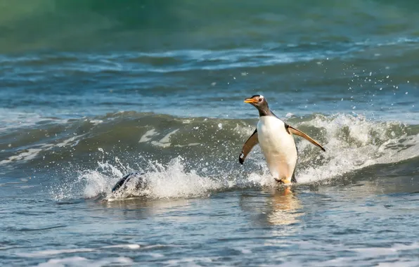 Picture sea, wave, penguins