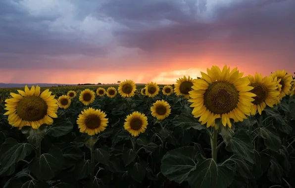 Picture field, summer, the sky, clouds, sunflowers, sunset, flowers, a lot