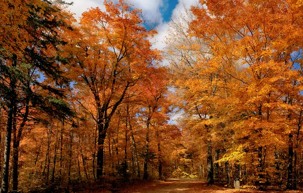 Picture autumn, forest, nature, Park