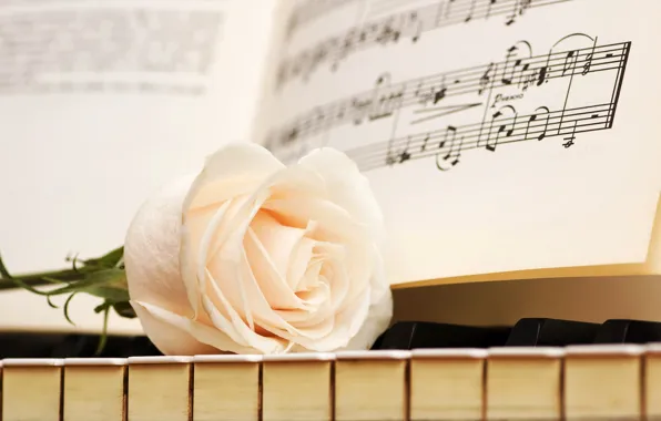 Notes, rose, keys, white, piano