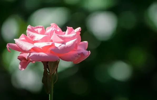 Picture Bokeh, Bokeh, Pink rose, Pink rose