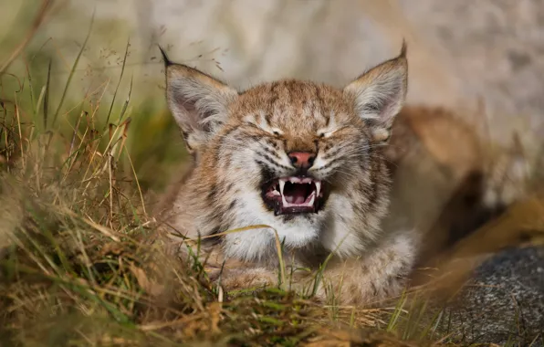 Picture nature, beast, lynx