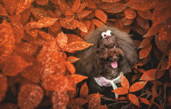 Autumn, eyes, look, nature, foliage, dog, hairstyle, puppy
