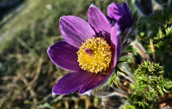 Macro, spring, sleep-grass, cross, anemone