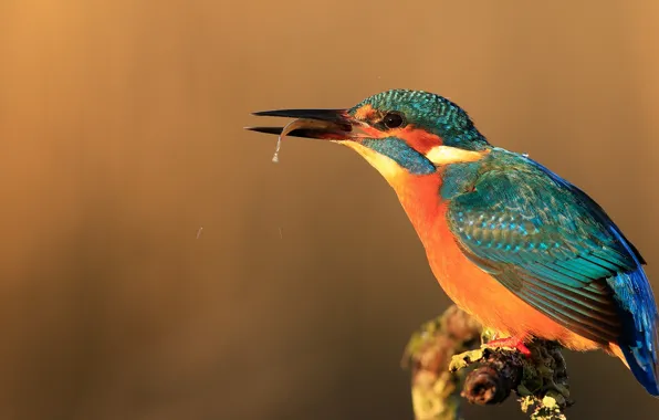 Light, orange, background, bird, fish, sitting, mining, Kingfisher
