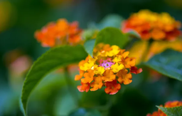 Picture leaves, macro, flowers, background