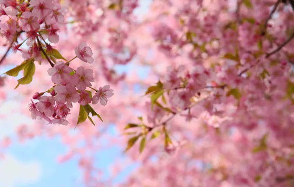 Picture leaves, flowers, branches, spring, Sakura, pink, flowering