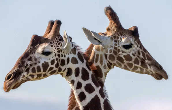 Pair, neck, Giraffes