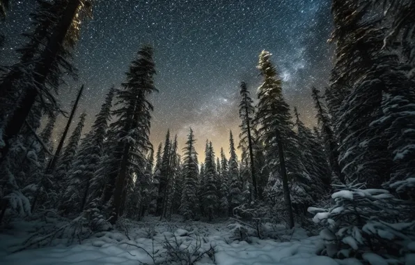 Winter, forest, stars, snow, trees, night, nature, ate