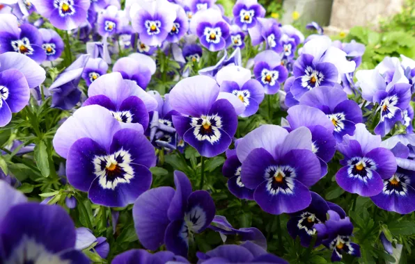 Flowers, nature, glade, Pansy, flowerbed, lilac, bokeh, violet