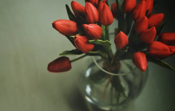 Flowers, background, tulips