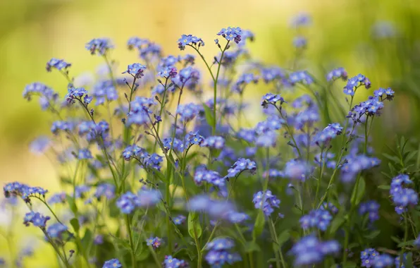 Greens, grass, flowers, blur