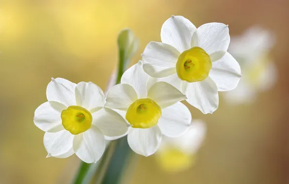 Macro, spring, petals, Narcissus