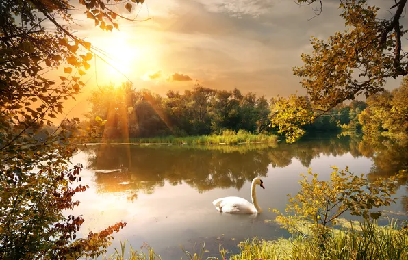 Picture autumn, trees, nature, lake, Swan, time of the year