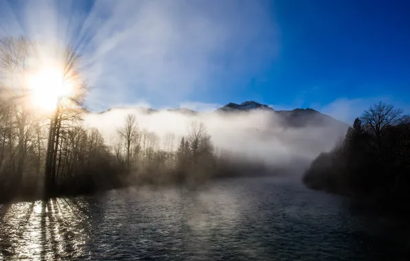 Trees, nature, fog, river