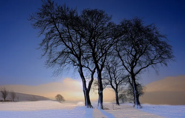 Winter, trees, landscape