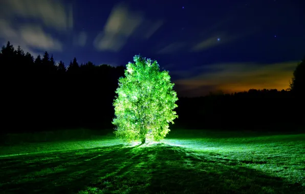 Light, trees, night, glowing tree
