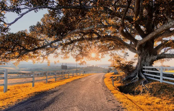 Picture Road, Autumn, Trees