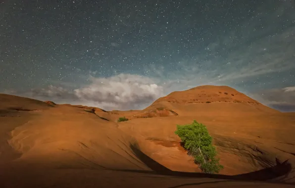 Tree, rocks, Utah, USA, Grand Staircase-Escalante National Monument