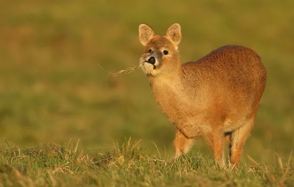 Picture grass, face, branches, glade, deer, fangs, the expression, fanged