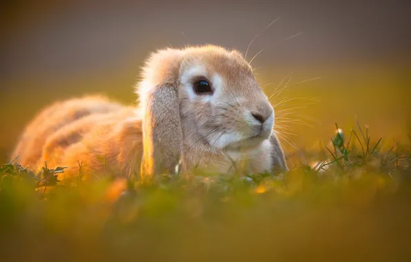 Background, rabbit, face