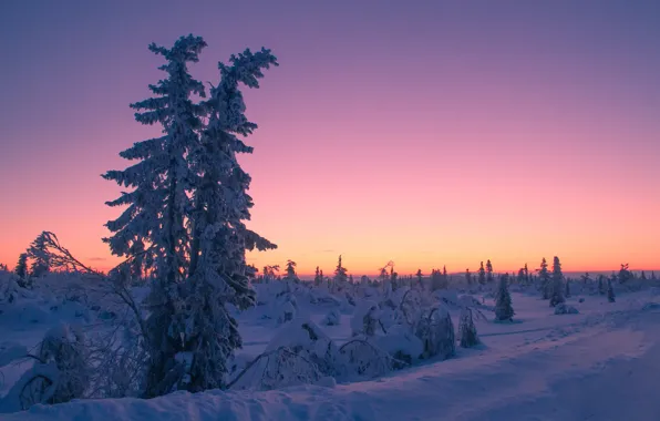 Winter, snow, trees, sunset, Sweden, Sweden, Lapland, Lapland