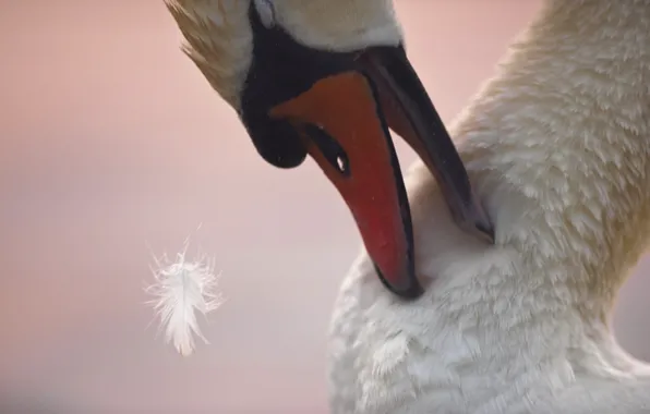 Macro, bird, beak, fluff, Swan, neck, a feather