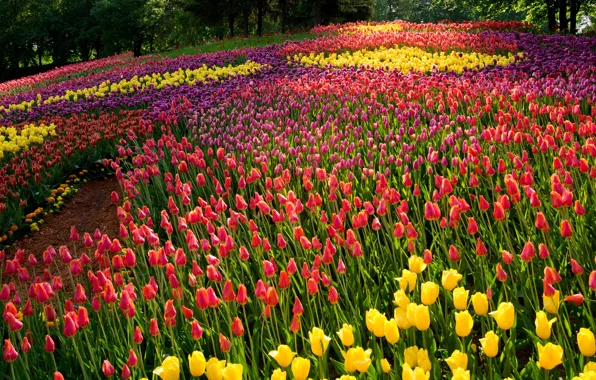 Summer, trees, flowers, Park, tulips, colorful