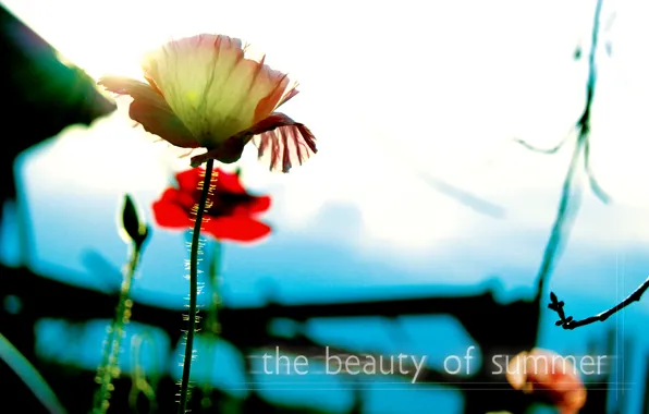 Macro, light, flowers, Summer, CMYK