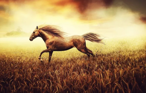 Field, horse, running, grass, nature, horse