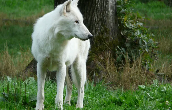 Nature, snow, predator, face, animal, wolf, wildlife, portrait