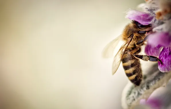 Picture macro, flowers, bee