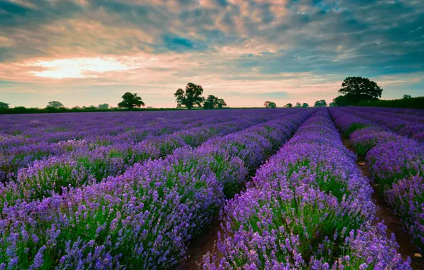 Picture field, the sky, clouds, lavender