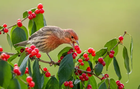 Picture leaves, nature, berries, bird, branch