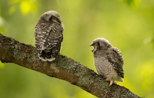 Birds, background, branch, owls, a couple, green background, poses, owls