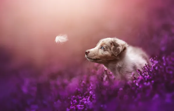 Flowers, pen, dog, puppy, pink background, a feather, a feather, Heather