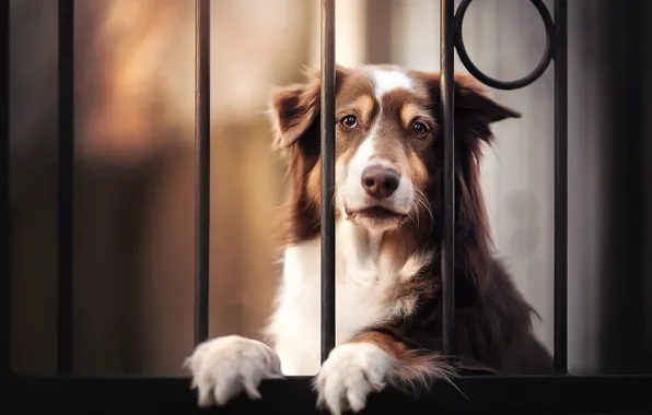 Look, each, dog
