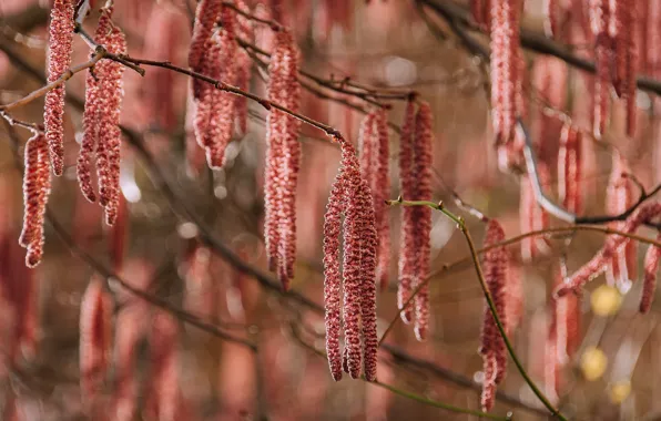 Tree, spring, birch, flowering, earrings, birch blossom