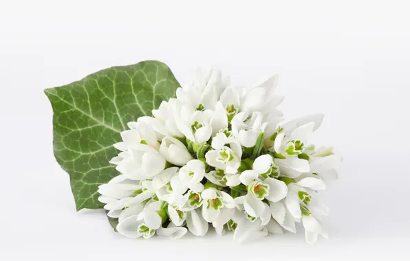 Picture bouquet, snowdrops, white background