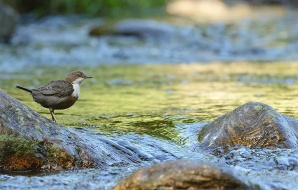 River, stones, bird, stream
